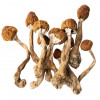 Psilocybin mushroom psilocybe cubensis