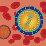 Schematic image of the human immunodeficiency virus
