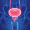 The prostate rests below the bladder (both are highlighted). It's about the size of a walnut or small lemon.