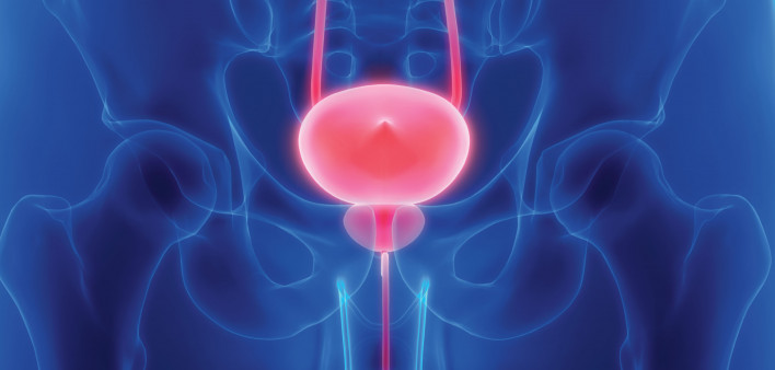 prostate bladder illustration