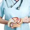 Male reproductive system
