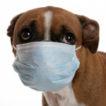 dog with mask