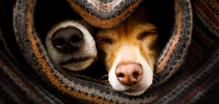 couple of dogs in love sleeping together under the blanket in bed in heart form, warm and cozy and cuddly
