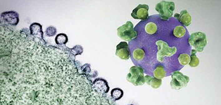 HIV virus particles (purple) budding and replicating from an H9 T cell (green)