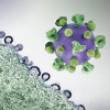 HIV virus particles (purple) budding and replicating from an H9 T cell (green)