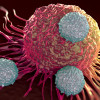 CAR T cells (white) attack a cancer cell.