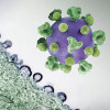 HIV virus particles (purple) budding and replicating from an H9 T cell (green)