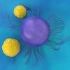 T cells attack a cancer cell