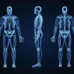 x-rays of full body skeletons