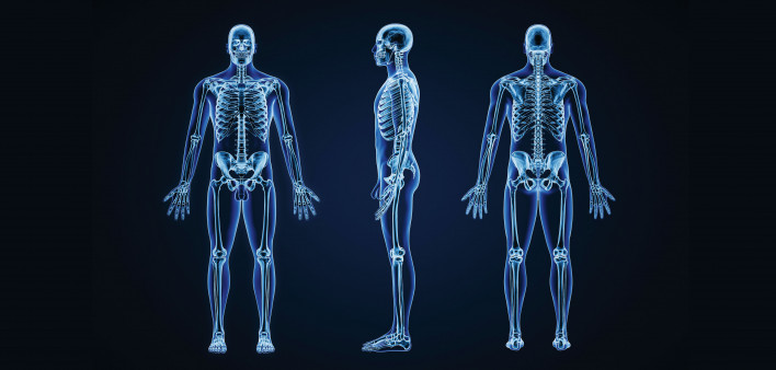 x-rays of full body skeletons