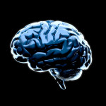 Brain