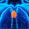 Located in the upper chest, the thymus gland is part of the immune system. It produces disease-fighting blood cells including T cells.