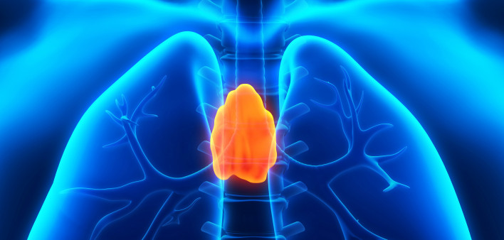 Thymus ilustration