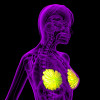 3D rendering of the breast