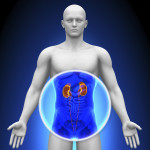 kidneys