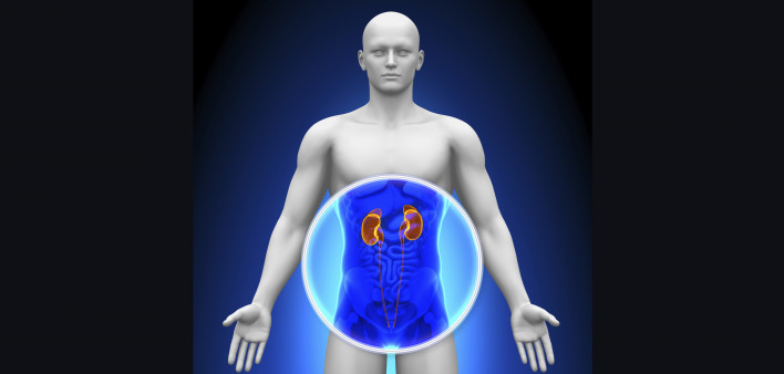 kidneys