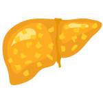 illustration liver