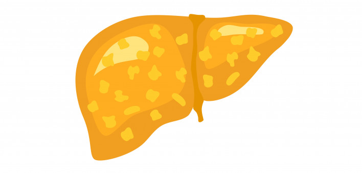 illustration liver