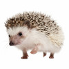 Walking Four-toed Hedgehog, Atelerix albiventris