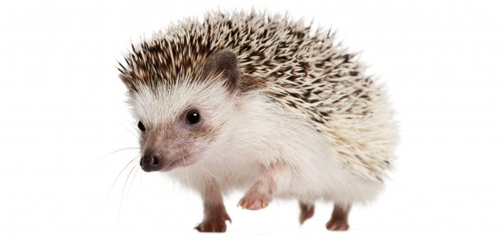 Walking Four-toed Hedgehog, Atelerix albiventris