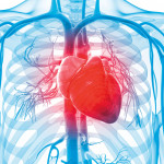 3d rendered illustration of the human vascular system human heart