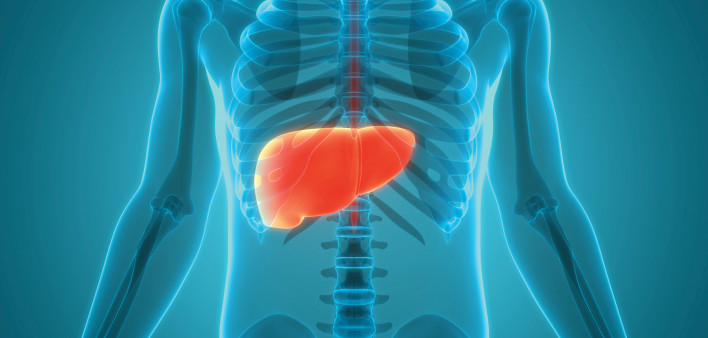 illutration liver in body