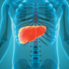 illutration liver in body