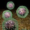 Hepatitis B virus