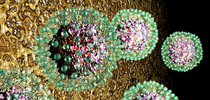 hepatitis B, HBV