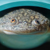 Yasuhiro Arimura spent months after his hire preparing the frog room for the first generation of frogs at Fred Hutch in about two decades.