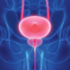 The prostate rests below the bladder (both are highlighted). It's about the size of a walnut or small lemon.