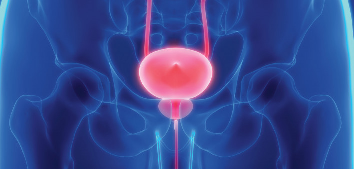 prostate bladder illustration
