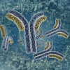 Antibodies illustration