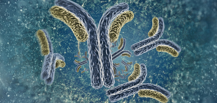 antibodies illustration