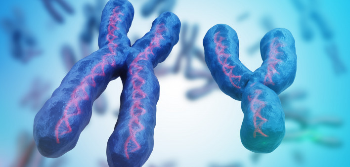 X and Y chromosomes.