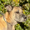Baxter participated in a clinical trial to treat his nasal cancer at Colorado State University’s Flint Animal Cancer Center.