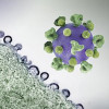 colorized 3D print of an HIV virus particle (purple with green surface proteins) and a background image that is a colorized transmission electron micrograph of HIV virus particles (purple) budding and replicating from an H9 T cell (green).