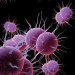 Neisseria gonorrhoeae Bacteria