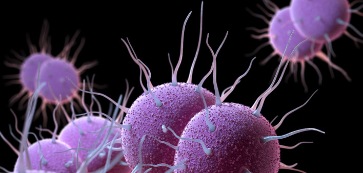 Neisseria gonorrhoeae Bacteria