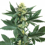 marijuana cannabis pot
