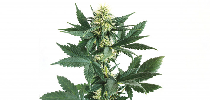 marijuana cannabis pot