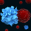 T cells and dendritic cells