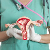Female reproductive system
