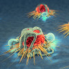 Cancer cells and lymphocytes