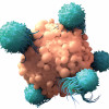 T Cells attack cancer