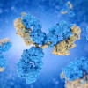 Antibodies