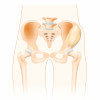 illustration bones of the pelvis