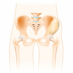 illustration bones of the pelvis
