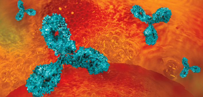 Antibodies
