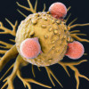 T cells attack a cancer cell